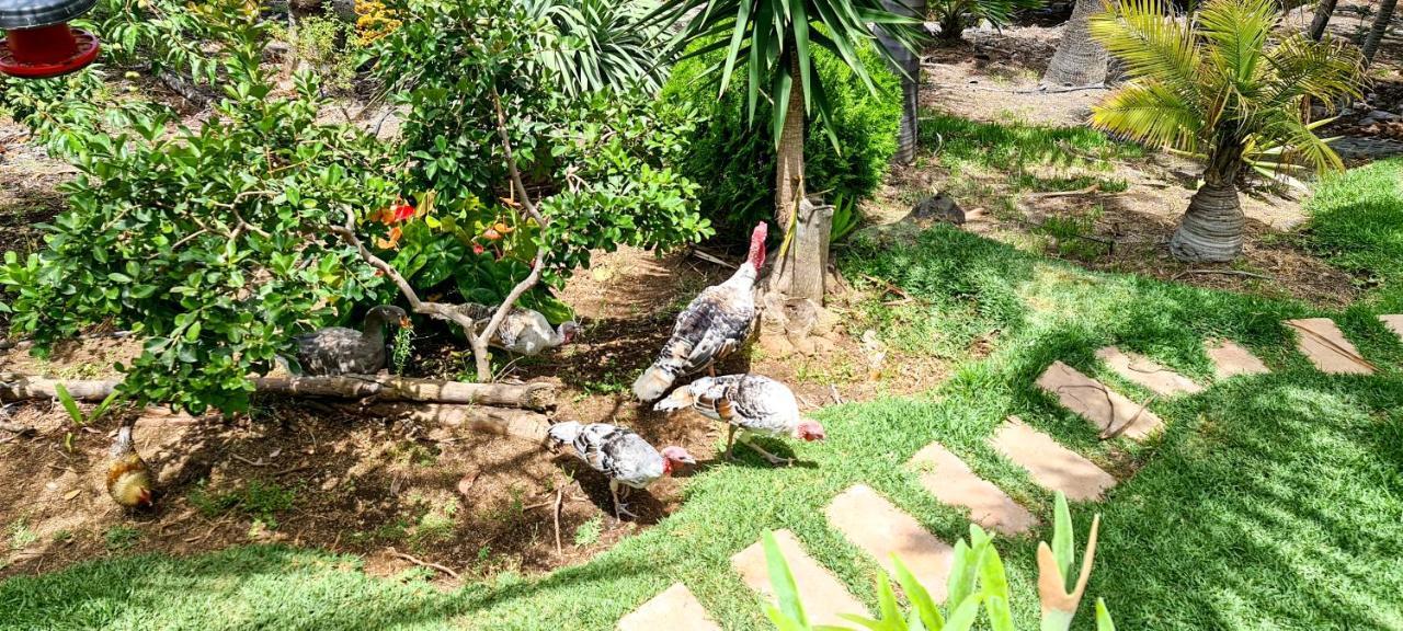 Casa Los Polveros Fuencaliente de la Palma Buitenkant foto